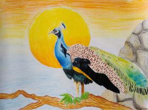 Pavan- Colorpencil on paper